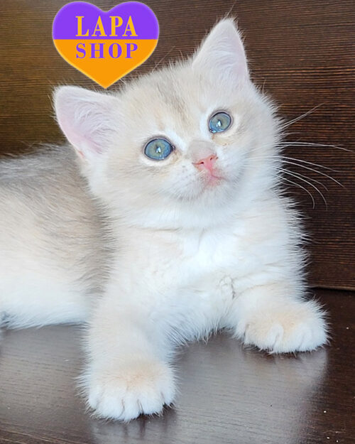 блакитна золота британська короткошерста