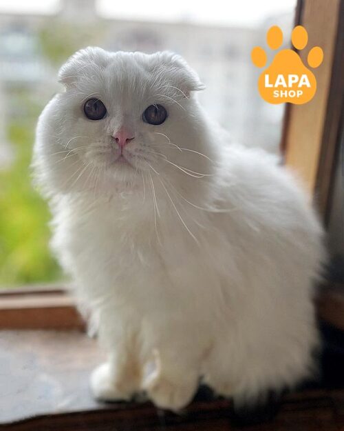 білий хайленд-фолд