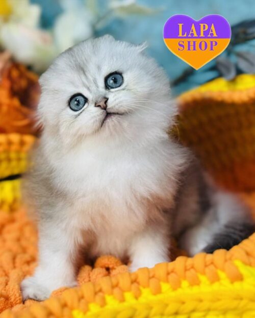 silver Highland Fold