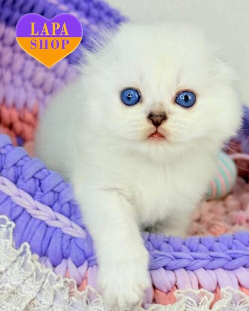 сріблястий хайленд-фолд