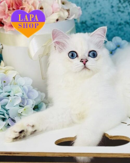 срібляста кішка хайленд-страйт