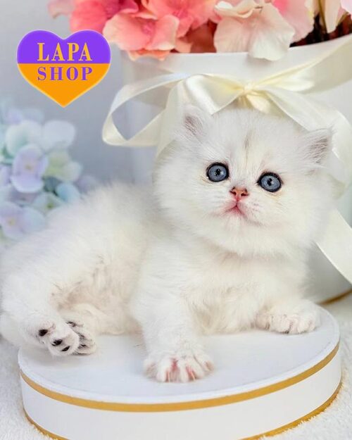 silver Highland Straight kitty