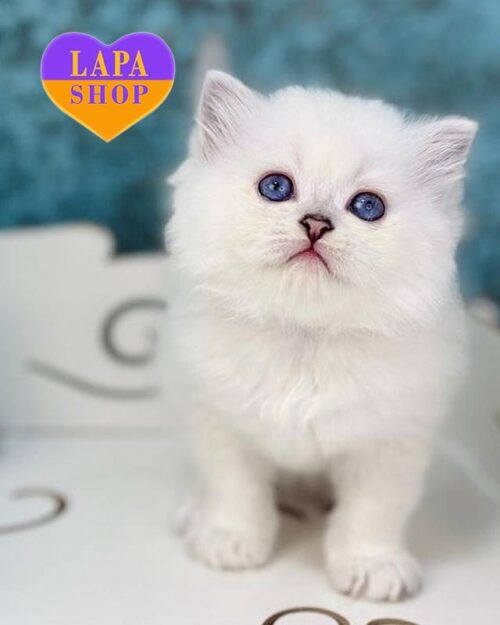 сріблястий хайленд-страйт