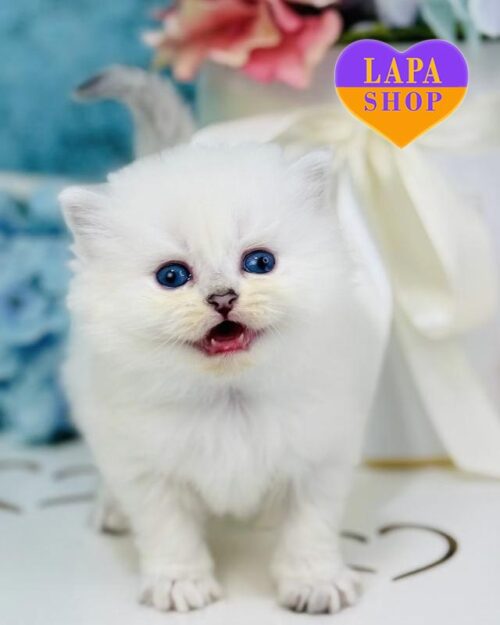 сріблястий хайленд-страйт