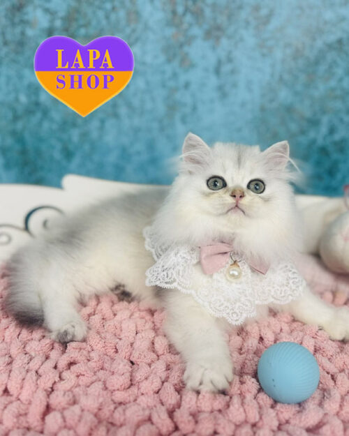 сріблястий хайленд-страйт