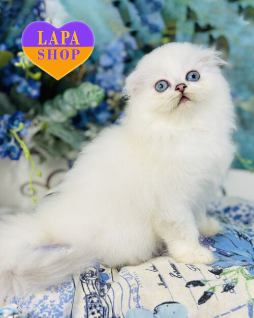 сріблястий хайленд-фолд