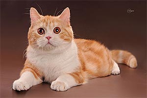 Висловуха шотландська кішечка ніжного кремового забарвлення Rozzi sfs dad