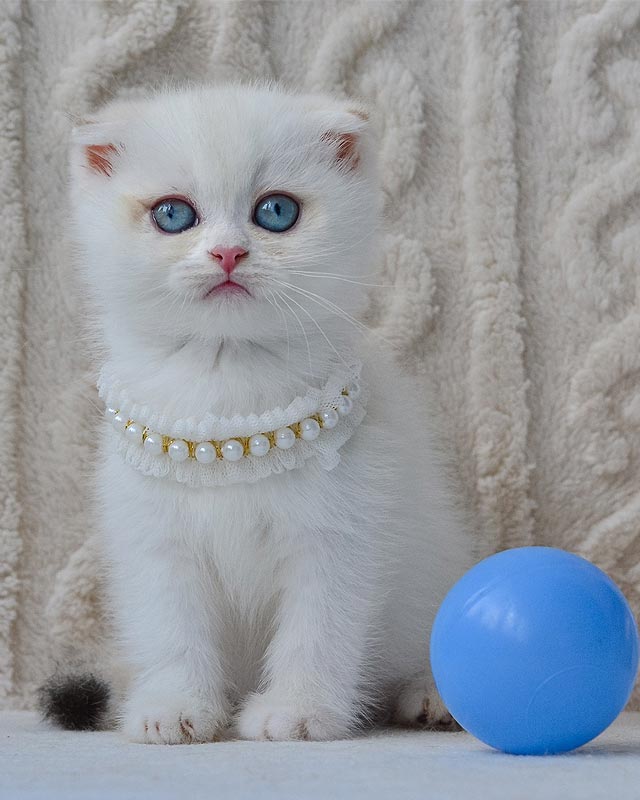 висловуха шотлнадська кішка