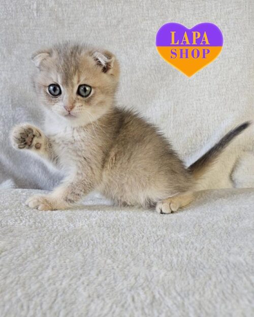 голубо-золотой скоттиш-фолд