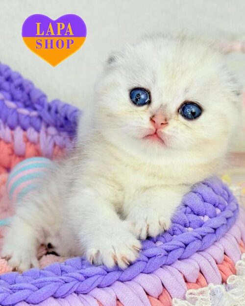 silver Scottish Fold