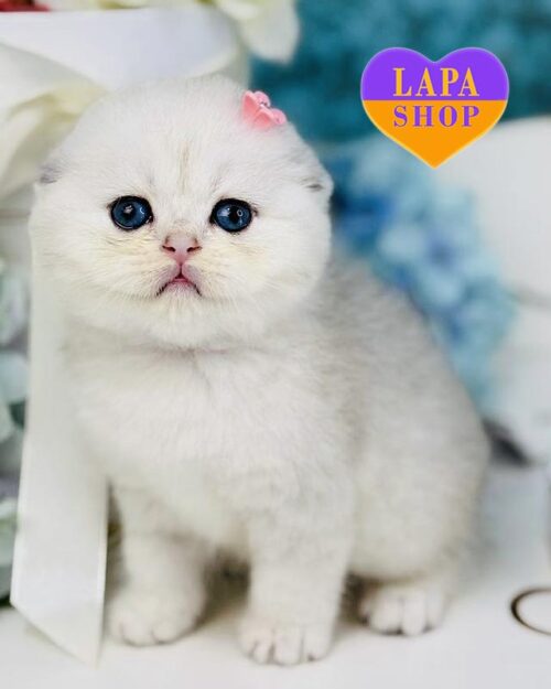 silver Scottish Fold kitty