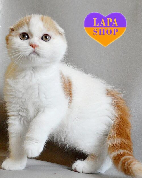 бело-рыжий скоттиш-фолд