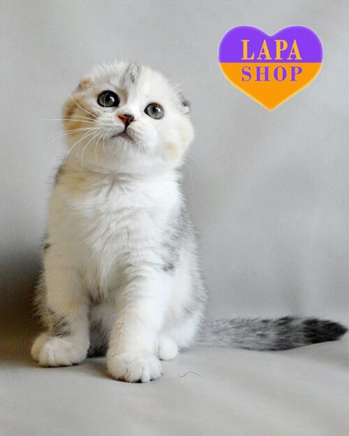 кошка скоттиш-фолд