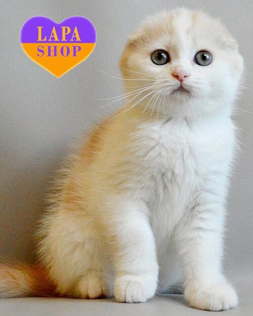 cream white Scottish Fold kitty