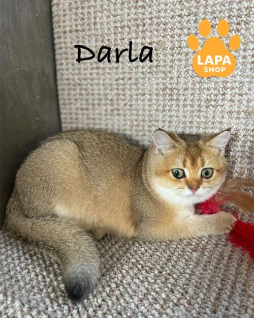 золота шотландка