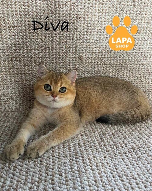 золота шотландка