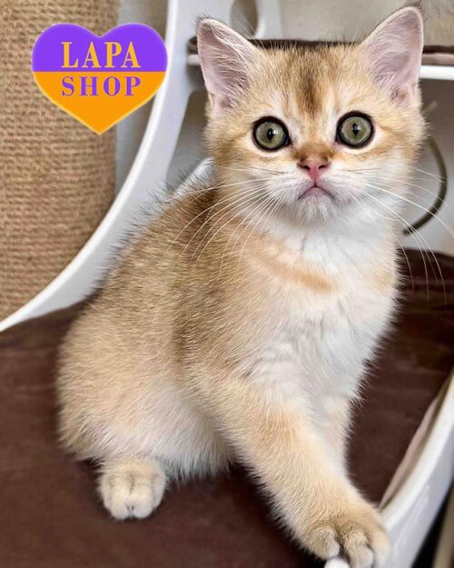 золотой шотландец