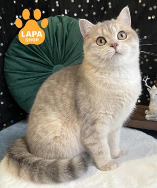 плямиста шотландська кішка