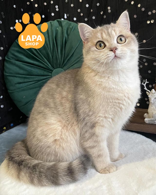 плямиста шотландська кішка