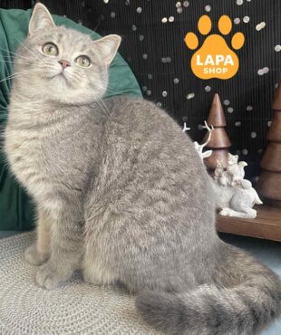 плямиста шотландська кішка