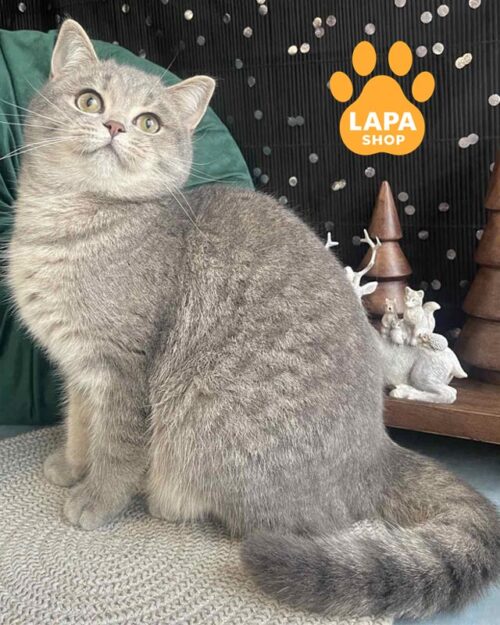 плямиста шотландська кішка