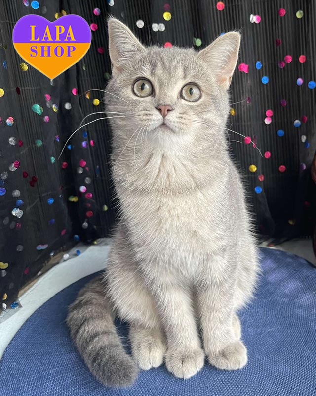 spotted Scottish kitty<br> <br> <br>