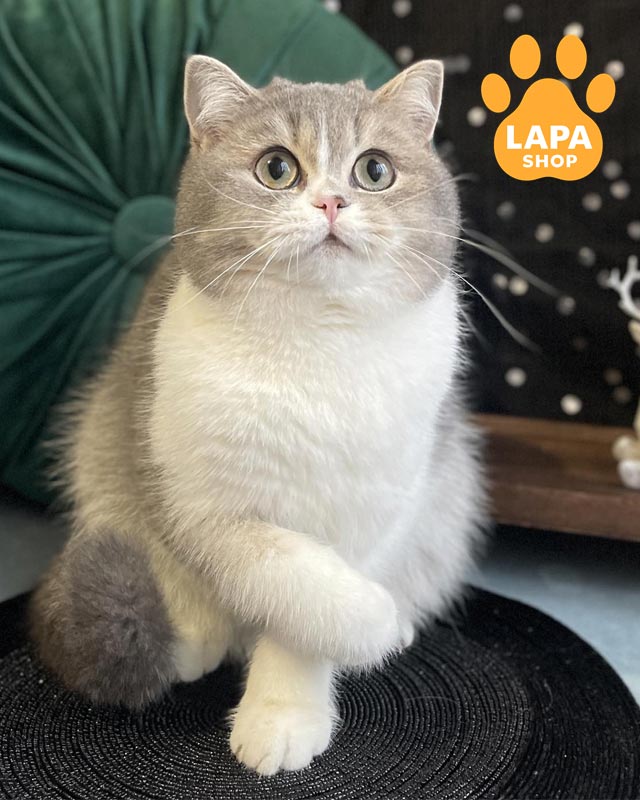 шотландська кішка