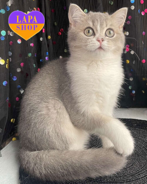 bicolor Scottish kitty