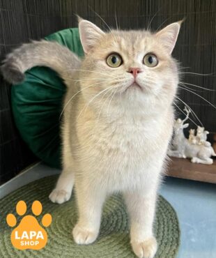 блакитно-золотий скотіш-страйт