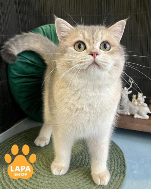 блакитно-золотий скотіш-страйт