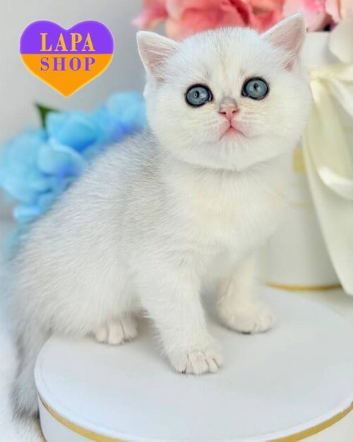 silver Scottish Straight kitty