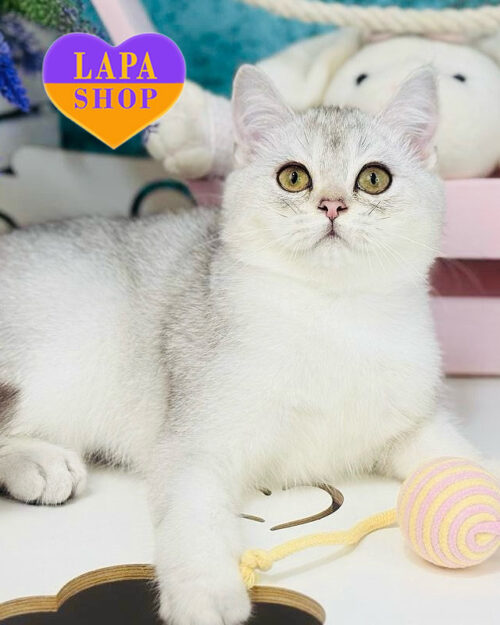 серебристый шотландец