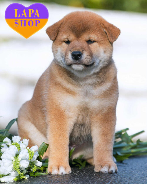 рудий шиба-іну