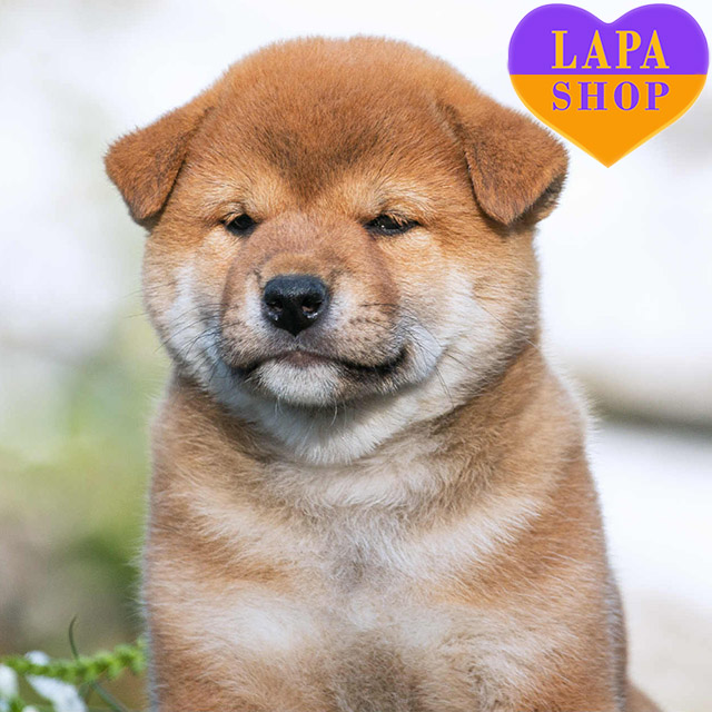 Shiba-Inu-02