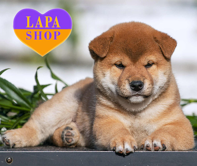 Shiba-Inu-04
