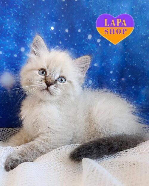 Siberian kitty