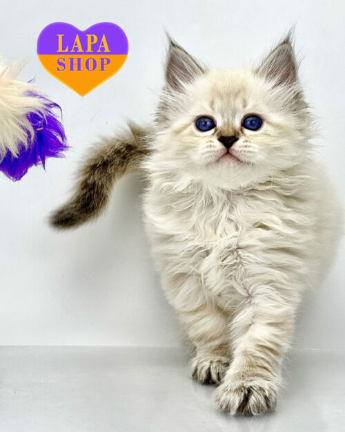Siberian kitten