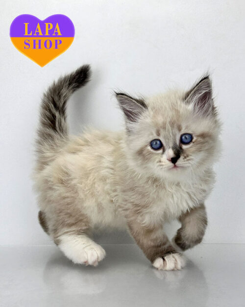 сибірське кошеня