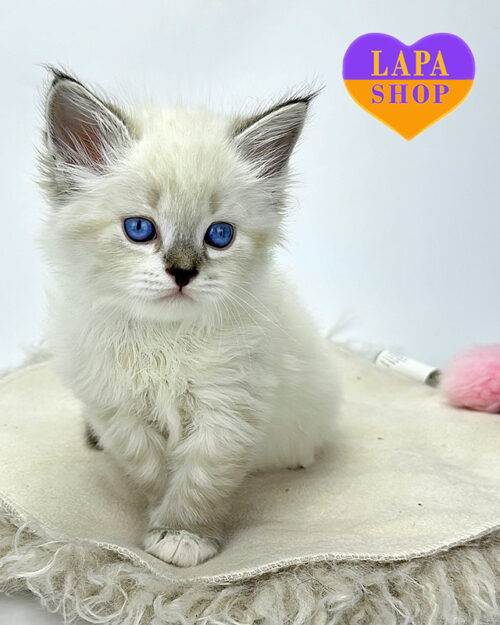 Siberian kitten