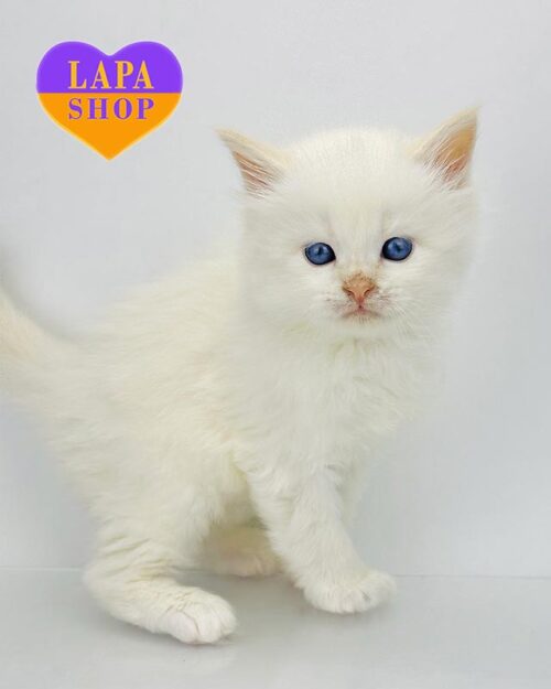 кремове сибірське кошеня