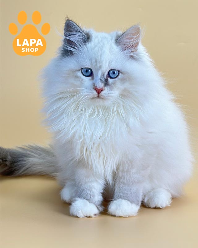 сибірська кішка