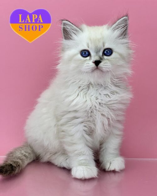 Siberian kitten