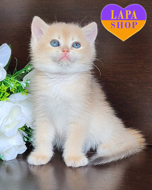 блакитна золота британська короткошерста