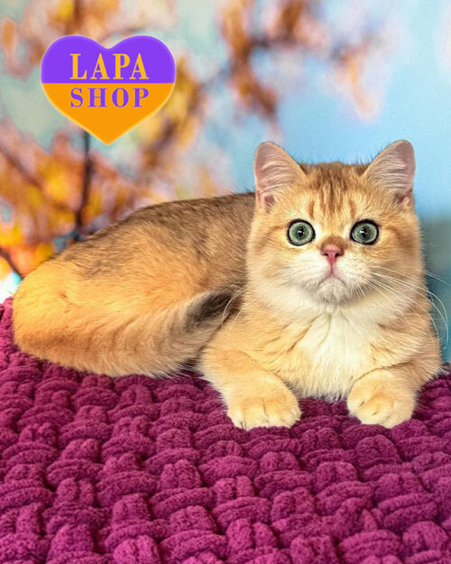 чорна золота британська короткошерста