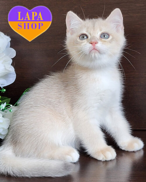 блакитна золота британська короткошерста