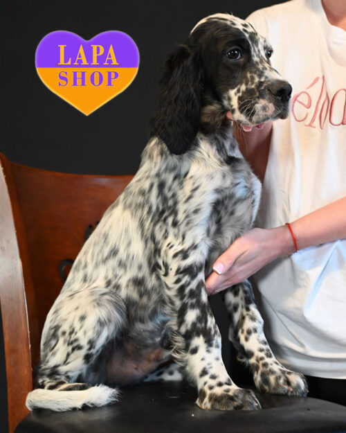 блю-бельтон англійський сетер