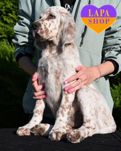 англійський сетер забарвлення оранж