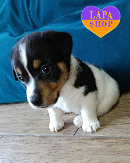 триколорний джек-рассел-тер'єр