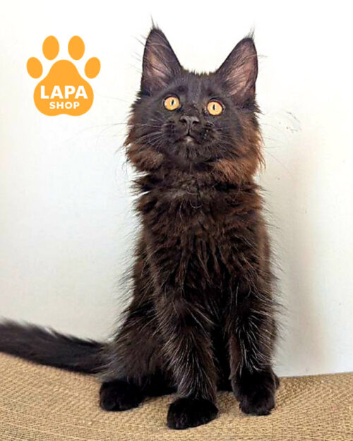 чорний мейн-кун