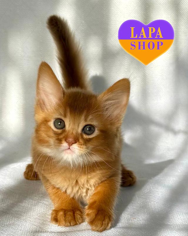 кошеня сомалі сорель